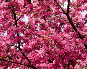 Preview wallpaper flowers, twigs, branches