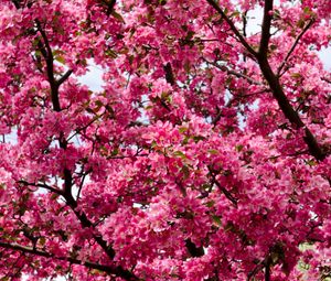 Preview wallpaper flowers, twigs, branches