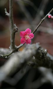 Preview wallpaper flowers, twigs, buds, blurring