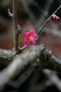 Preview wallpaper flowers, twigs, buds, blurring