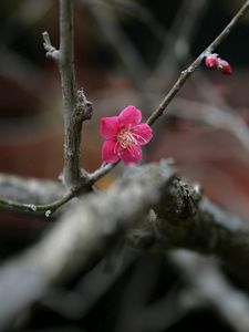 Preview wallpaper flowers, twigs, buds, blurring