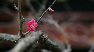 Preview wallpaper flowers, twigs, buds, blurring