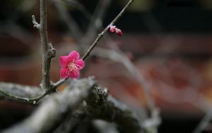 Preview wallpaper flowers, twigs, buds, blurring