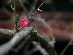 Preview wallpaper flowers, twigs, buds, blurring