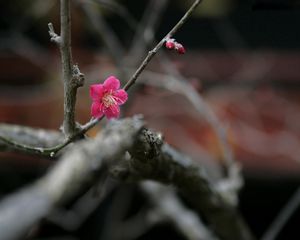 Preview wallpaper flowers, twigs, buds, blurring