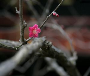 Preview wallpaper flowers, twigs, buds, blurring