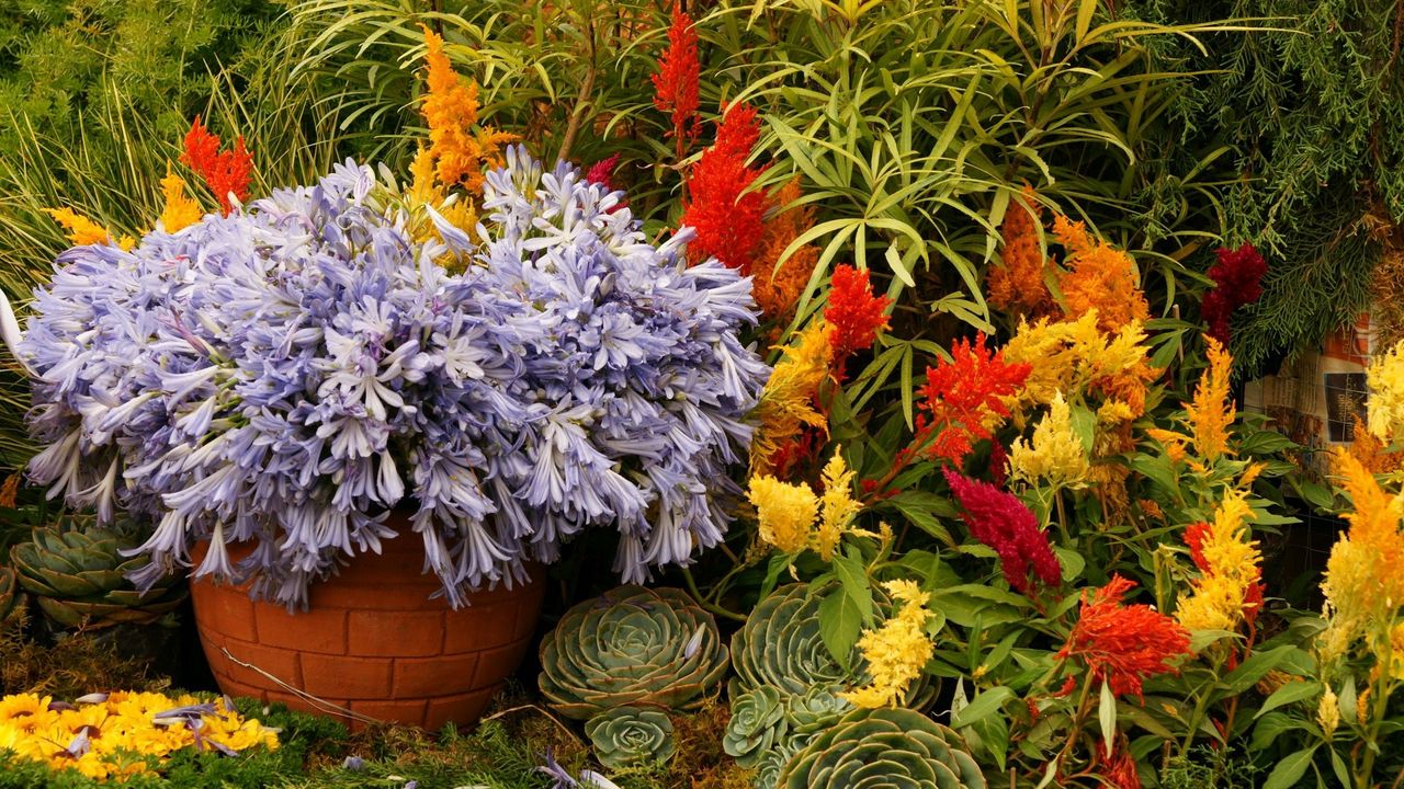 Wallpaper flowers, variety, planters, flowerbed, garden, greens
