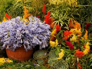 Preview wallpaper flowers, variety, planters, flowerbed, garden, greens