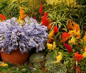 Preview wallpaper flowers, variety, planters, flowerbed, garden, greens