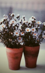 Preview wallpaper flowers, vase, blur, bouquets