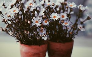 Preview wallpaper flowers, vase, blur, bouquets