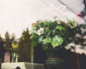 Preview wallpaper flowers, vase, glass
