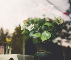 Preview wallpaper flowers, vase, glass