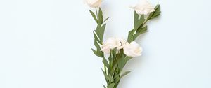 Preview wallpaper flowers, vase, white, light