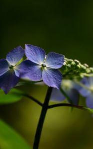 Preview wallpaper flowers, violet, lilac, green