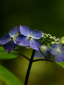 Preview wallpaper flowers, violet, lilac, green