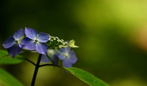 Preview wallpaper flowers, violet, lilac, green