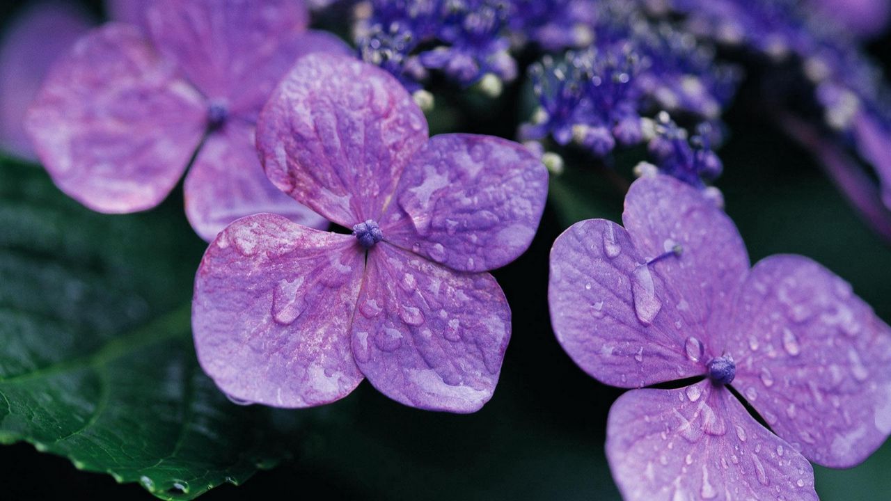 Wallpaper flowers, violet, lilac, drops, surface