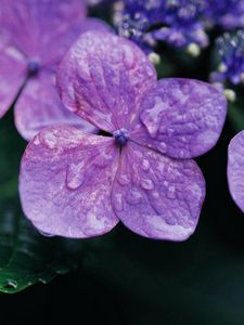 Preview wallpaper flowers, violet, lilac, drops, surface