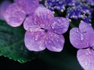 Preview wallpaper flowers, violet, lilac, drops, surface