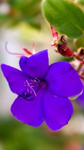 Preview wallpaper flowers, violets, grass, light, small, petals