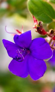 Preview wallpaper flowers, violets, grass, light, small, petals