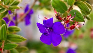 Preview wallpaper flowers, violets, grass, light, small, petals