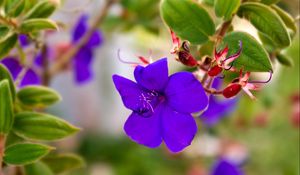 Preview wallpaper flowers, violets, grass, light, small, petals