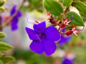 Preview wallpaper flowers, violets, grass, light, small, petals