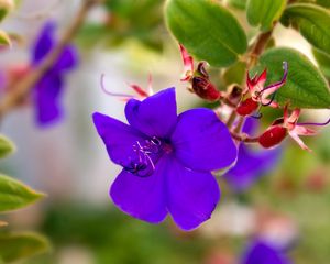 Preview wallpaper flowers, violets, grass, light, small, petals