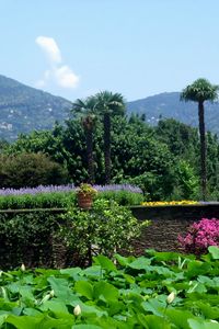 Preview wallpaper flowers, wall, pots, garden, look, mountains