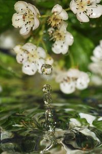 Preview wallpaper flowers, water, drops, lilac