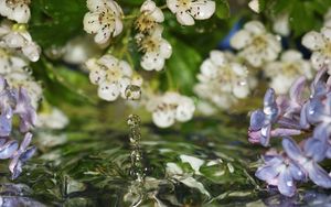 Preview wallpaper flowers, water, drops, lilac