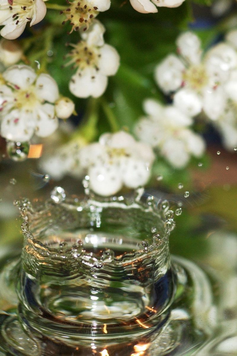 Download wallpaper 800x1200 flowers, water, drops iphone 4s/4 for parallax hd  background