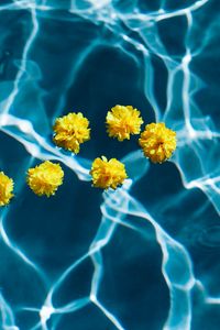 Preview wallpaper flowers, water, pool, transparent