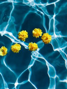 Preview wallpaper flowers, water, pool, transparent
