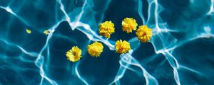 Preview wallpaper flowers, water, pool, transparent