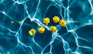 Preview wallpaper flowers, water, pool, transparent