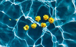 Preview wallpaper flowers, water, pool, transparent