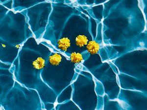 Preview wallpaper flowers, water, pool, transparent