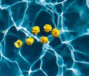 Preview wallpaper flowers, water, pool, transparent