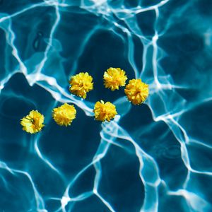 Preview wallpaper flowers, water, pool, transparent