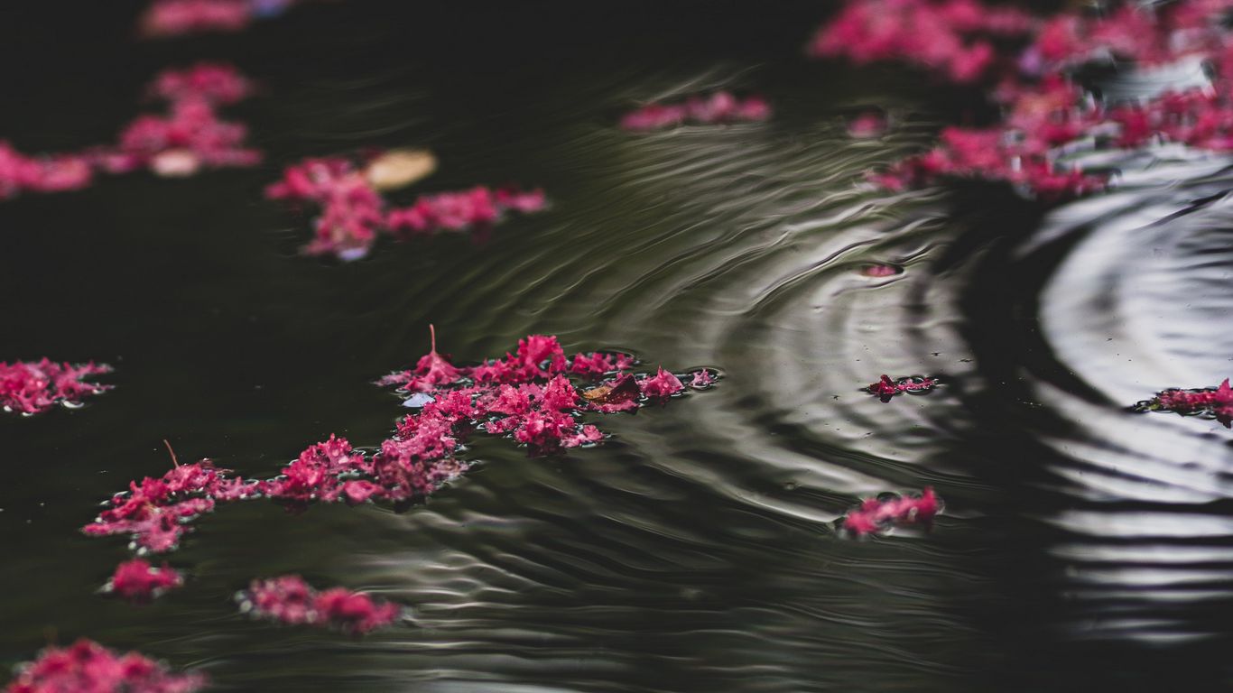 Download wallpaper 1366x768 flowers, water, ripples, glare tablet ...