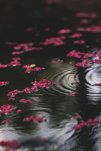 Preview wallpaper flowers, water, ripples, glare
