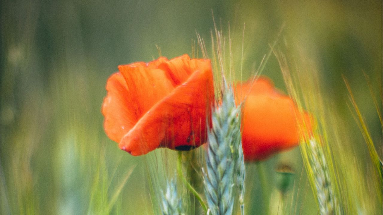 Wallpaper flowers, wheat, field, blur