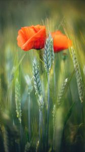 Preview wallpaper flowers, wheat, field, blur