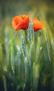 Preview wallpaper flowers, wheat, field, blur