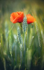Preview wallpaper flowers, wheat, field, blur