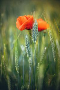 Preview wallpaper flowers, wheat, field, blur