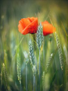 Preview wallpaper flowers, wheat, field, blur